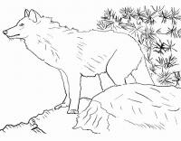 Волк Раскраски про зиму для детей