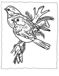 Птицы на ветке сосны Детские раскраски зима распечатать