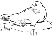 Тюлени Зимние раскраски для малышей