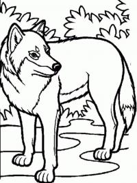 Арктический волк Зимние раскраски для малышей