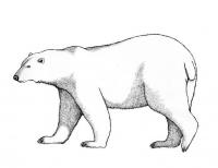 Красивый полярный медведь Зимние раскраски для малышей
