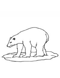 Большой полярный медведь Зимние раскраски для малышей