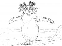 Северный пингвин с большим хохолком Зимние раскраски для малышей