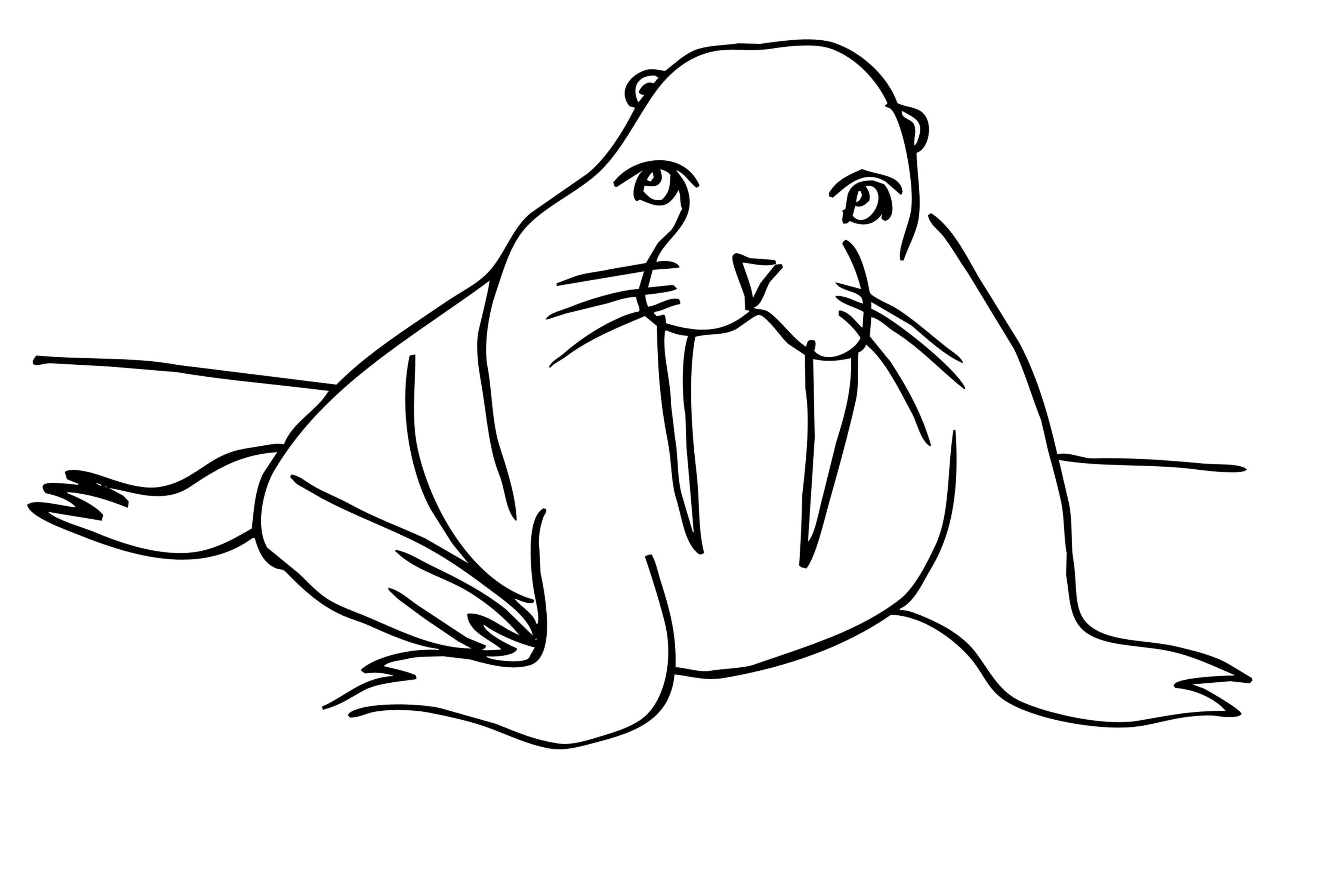 Северный тюлень Зимние рисунки раскраски