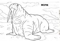 Северный морж Зимние раскраски для малышей