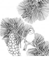 Птица на еловой ветке с шишкой Детские раскраски зима распечатать