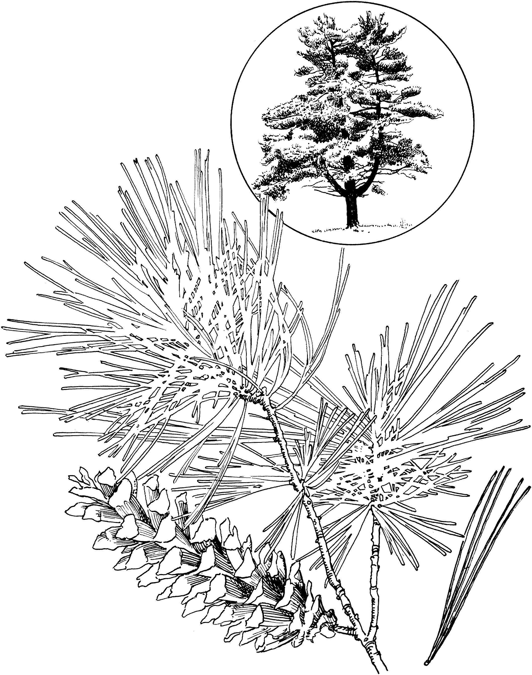 Хвойные растения рисунок. Сосна Веймутова ветки зимой. Сосна для раскрашивания. Сосна раскраска. Сосна раскраска для детей.